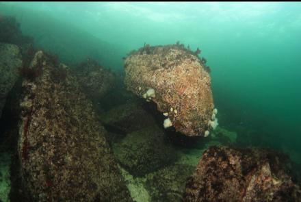 small plumose anemones 20 feet deep