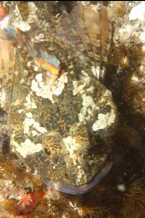 sculpin with rainbow fin