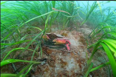 red rock crab