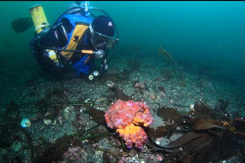 Puget Sound king crab on the flat bottom in the channel