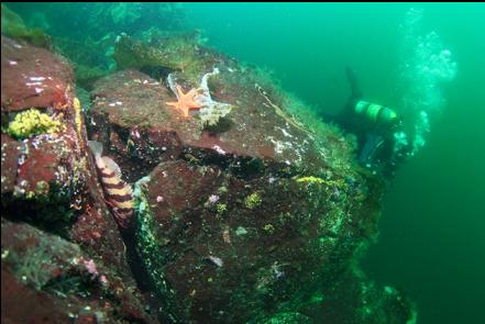 tiger rockfish