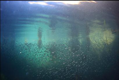 herring near boat