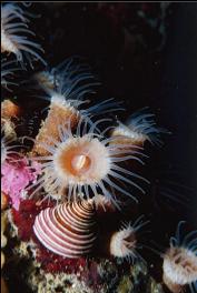 ZOANTHIDS