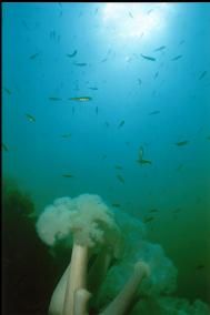 PLUMOSE ANEMONES AND PUGET SOUND ROCKFISH AT OGDEN POINT