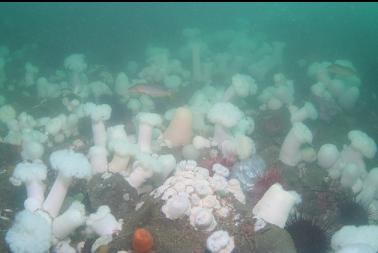 anemones and kelp greenling