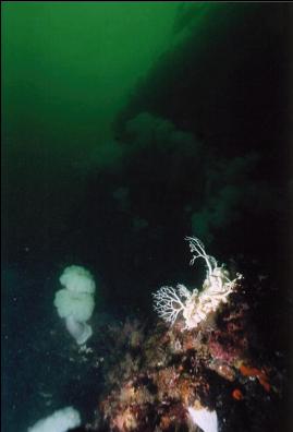 BASKET STAR ON WALL