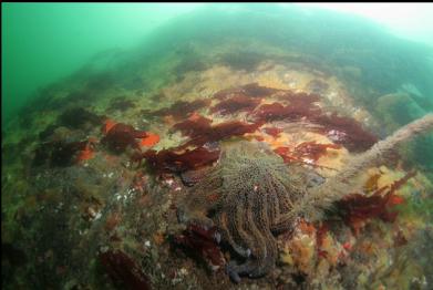 sunflower star on shallow wall