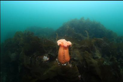 plumose anemone on rocky reef