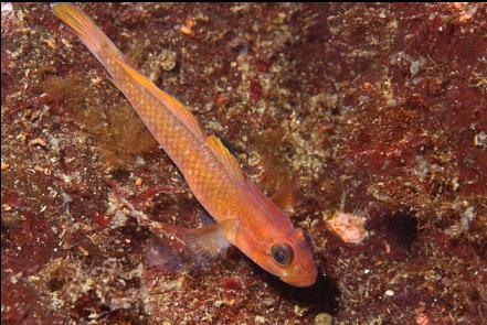 black eye goby