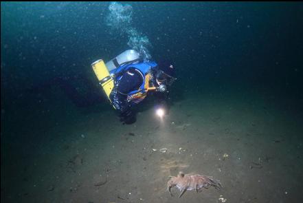 giant nudibranch in the channel