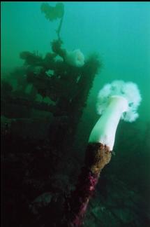 PLUMOSE ANEMONE ON WRECK