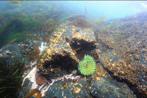 green anemone