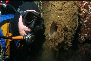 BOOT SPONGE