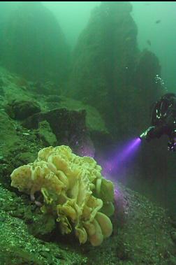 CLOUD SPONGE AND PURPLE HID
