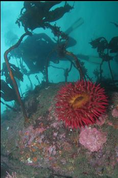 FISH-EATING ANEMONE