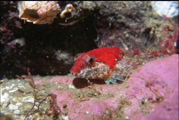 SCULPIN