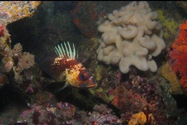 quillback rockfish