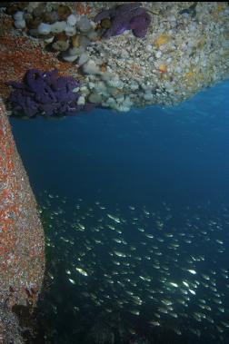 perch under overhang