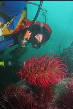 fish-eating anemone