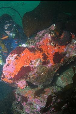 tunicates, etc. on boulder