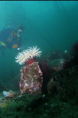 fish-eating anemone