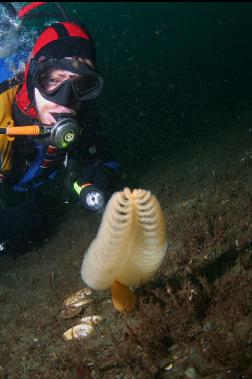 sea pen