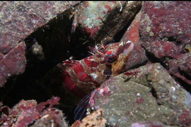 painted greenling