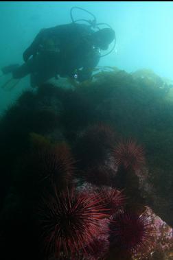 urchins