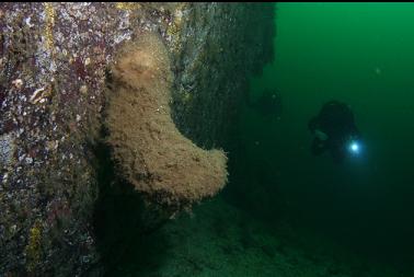 boot sponge