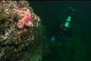 diver swimming at base of wall