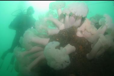 plumose anemones