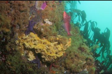 kelp greenling in shallows