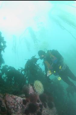 self-portrait with anemone