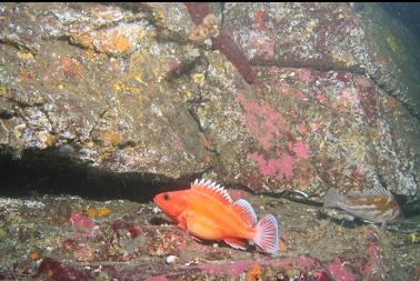 yelloweye rockfish