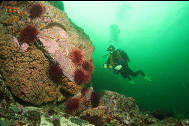 zoanthids and urchins on reef