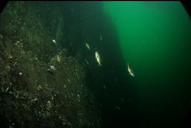 rockfish by wall