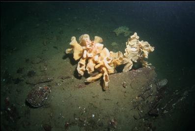 sponge with broken off piece in background