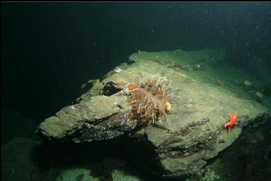 giant nudibranch at base of wall
