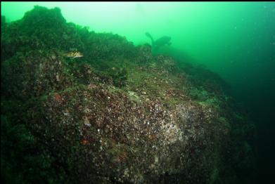 copper rockfish at top of wall