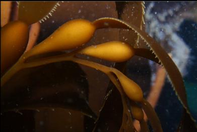 giant kelp