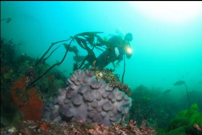 purple tunicate colony