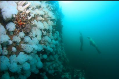 sealions and wall