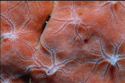 SPONGE? TUNICATE? WITH VEINS