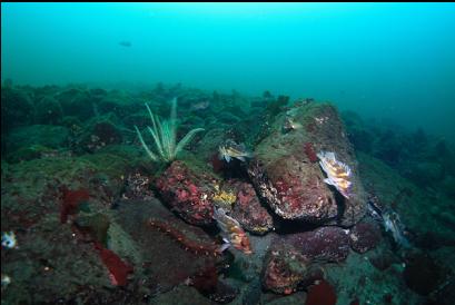 rockfish and feather star