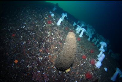 boot sponge and anemones