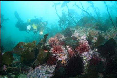 urchins and stalked kelp