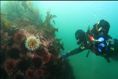 holding on in current on channel side of islet