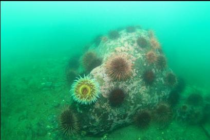 fish-eating anemone and urchins on boulder