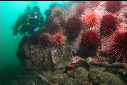 urchins on reef