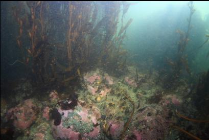 clearing in the thinned-out kelp